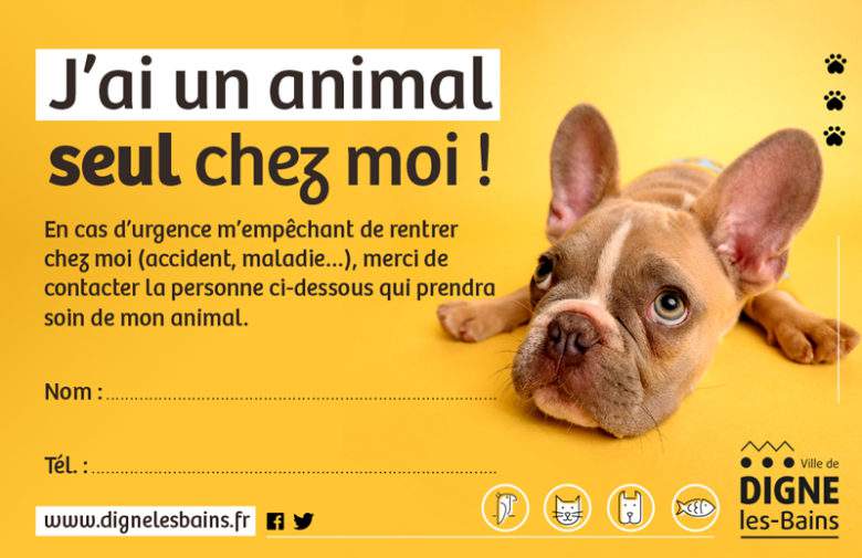 Abandon involontaire d'animal : la petite carte qui peut tout changer en cas d'accident