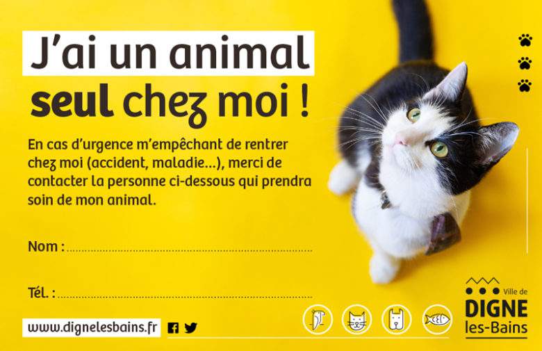 Abandon involontaire d'animal : la petite carte qui peut tout changer en cas d'accident