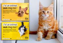 Abandon involontaire d'animal : la petite carte qui peut tout changer en cas d'accident