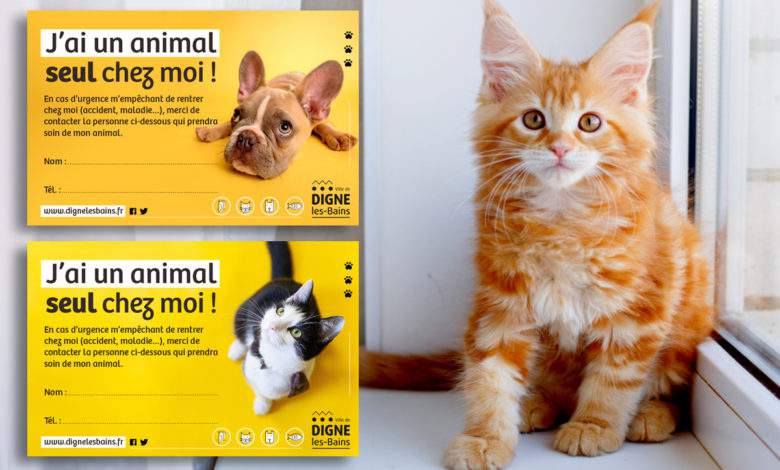 Abandon Involontaire D Animal La Petite Carte Qui Peut Tout Changer En Cas D Accident Neozone