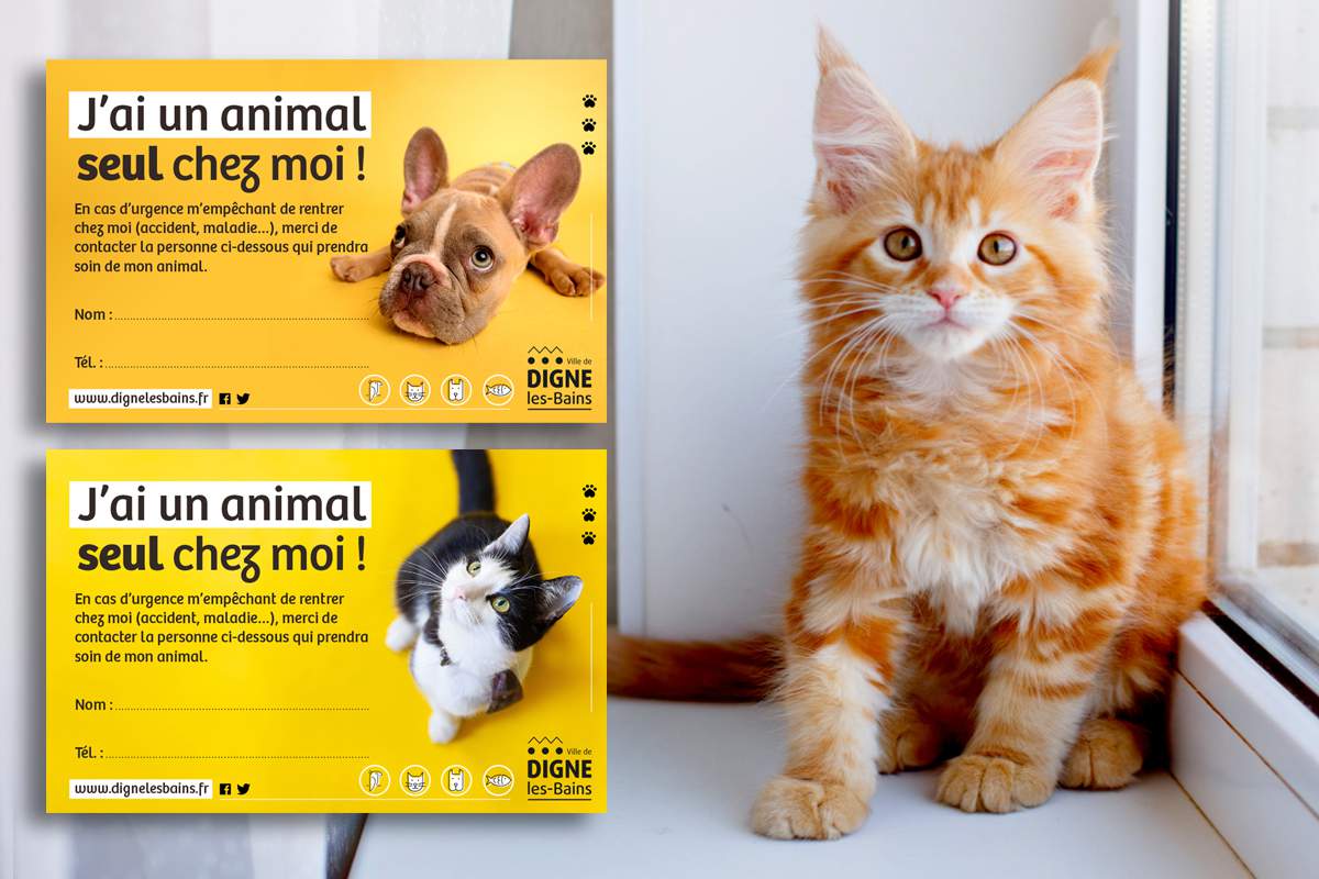 Abandon involontaire d'animal : la petite carte qui peut tout changer en cas d'accident