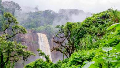 Certaines forêts d'Afrique stockeraient plus de carbone par hectare que la foret Amazonienne