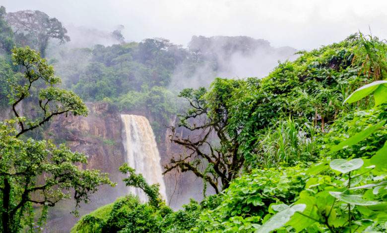 Certaines forêts d'Afrique stockeraient plus de carbone par hectare que la foret Amazonienne