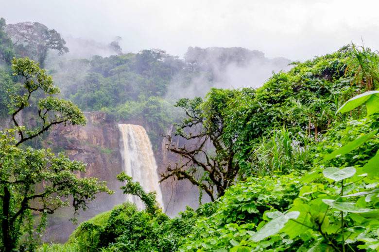 Certaines forêts d'Afrique stockeraient plus de carbone par hectare que la foret Amazonienne