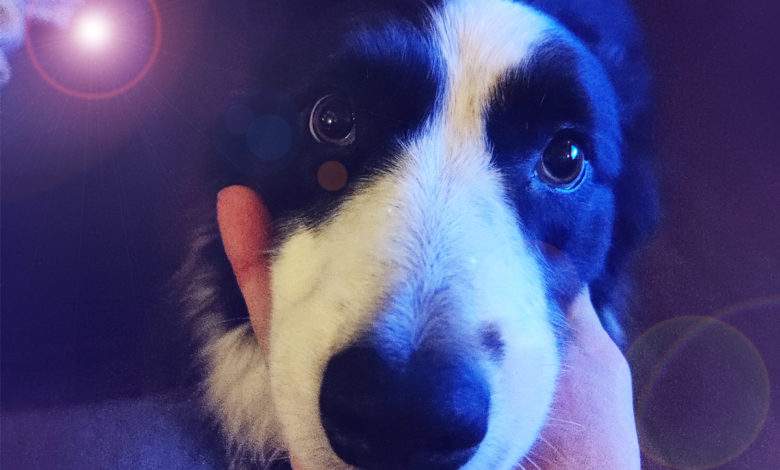 Les chiens savent précisément quand vous leur mentez, mais ils savent aussi vous berner !
