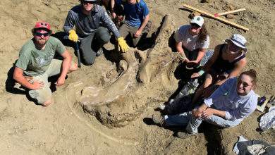 Découverte d’un crâne géant de tricératops dans le Dakota du Sud