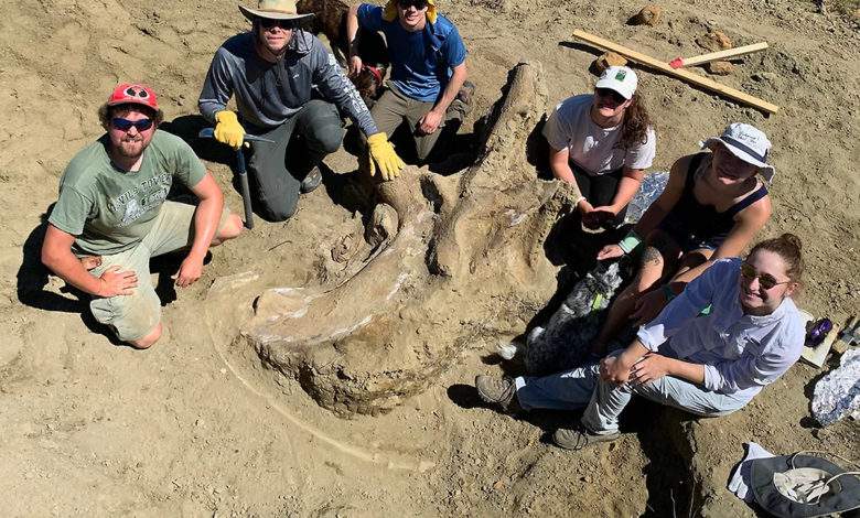 Découverte d’un crâne géant de tricératops dans le Dakota du Sud
