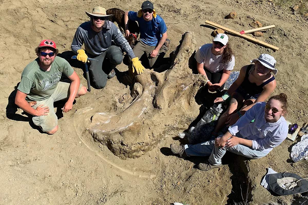 Découverte d’un crâne géant de tricératops dans le Dakota du Sud