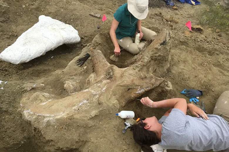 Découverte d’un crâne géant de tricératops dans le Dakota du Sud