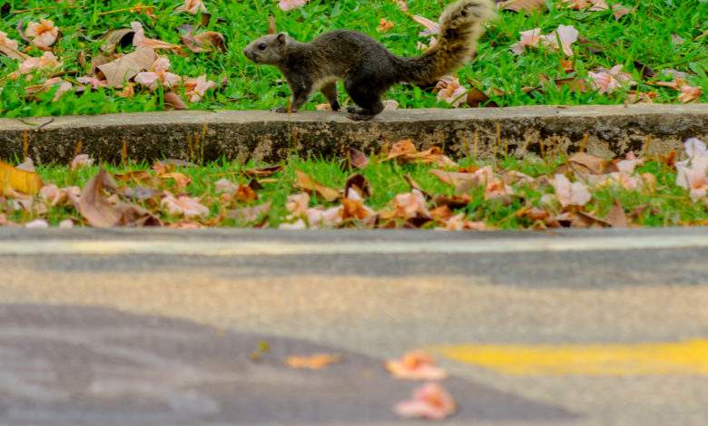 Réchauffement climatique : des écureuils "suicidaires" meurent par millier sous les roues des voitures