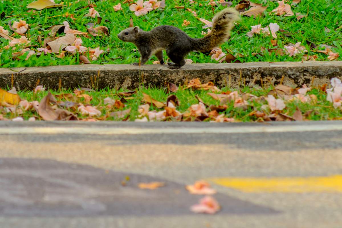 Réchauffement climatique : des écureuils "suicidaires" meurent par millier sous les roues des voitures