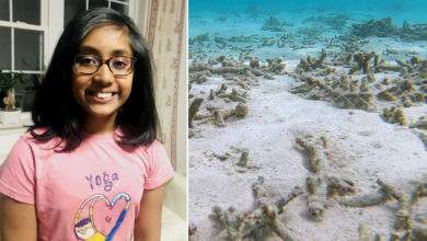 Une élève de sixième récompensée pour un filtre pour lutter contre les zones mortes dans l'océan