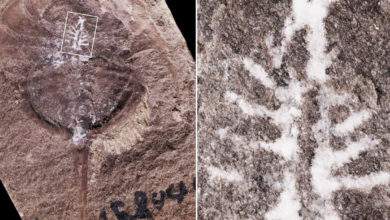 Ce fossile de cerveau vieux de 310 millions d'années est incroyablement bien conservé