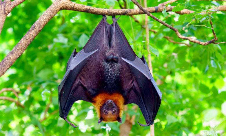 Mal-aimées, les chauves-souris sont pourtant indispensables pour la biodiversité