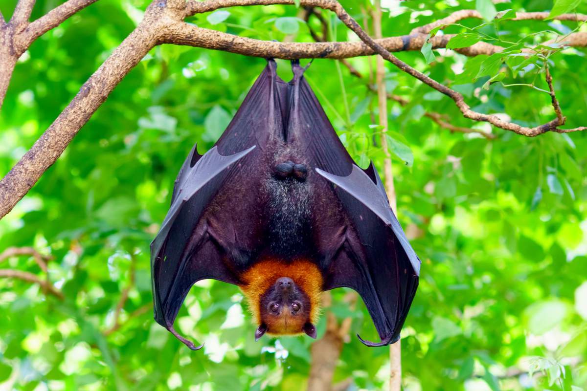 Mal-aimées, les chauves-souris sont pourtant indispensables pour la biodiversité