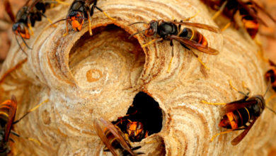 Un piège à frelon asiatique innovant d'un pompier oloronais breveté par l'INPI