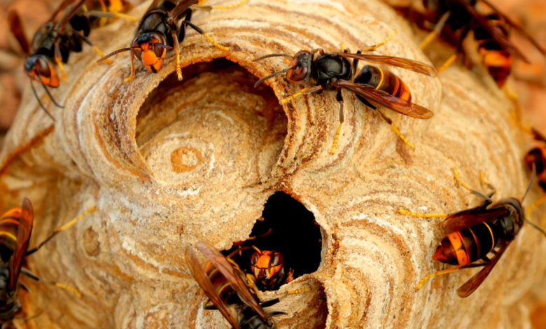 Un piège à frelon asiatique innovant d'un pompier oloronais breveté par l'INPI