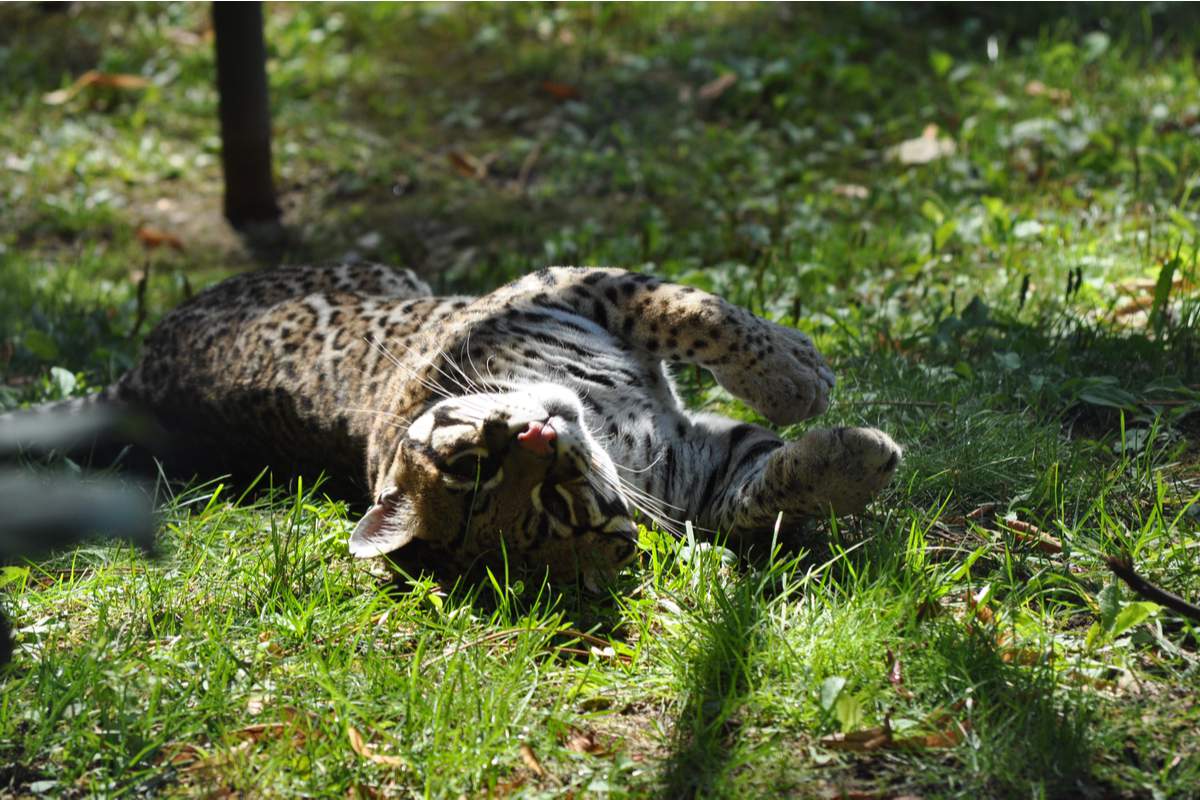 5 parcs animaliers pour passer la nuit avec des animaux sauvages