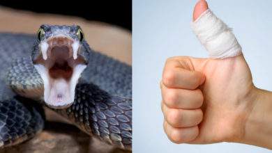 Sang : des chercheurs ont inventé une colle chirurgicale coagulante à base de venin de serpent