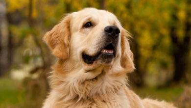 Pokaa, est le premier chien renifleur de Covid à officier en France