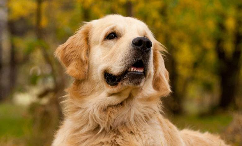 Pokaa, est le premier chien renifleur de Covid à officier en France