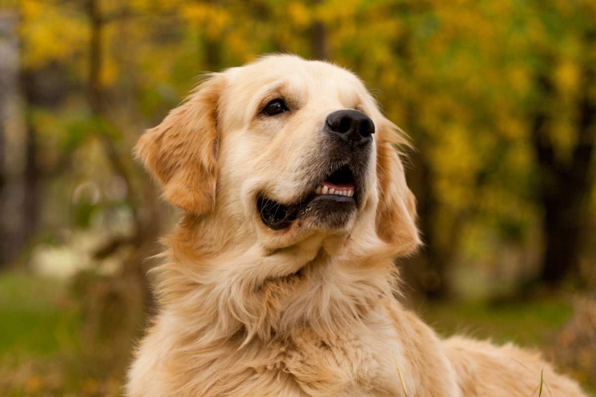 Pokaa, est le premier chien renifleur de Covid à officier en France