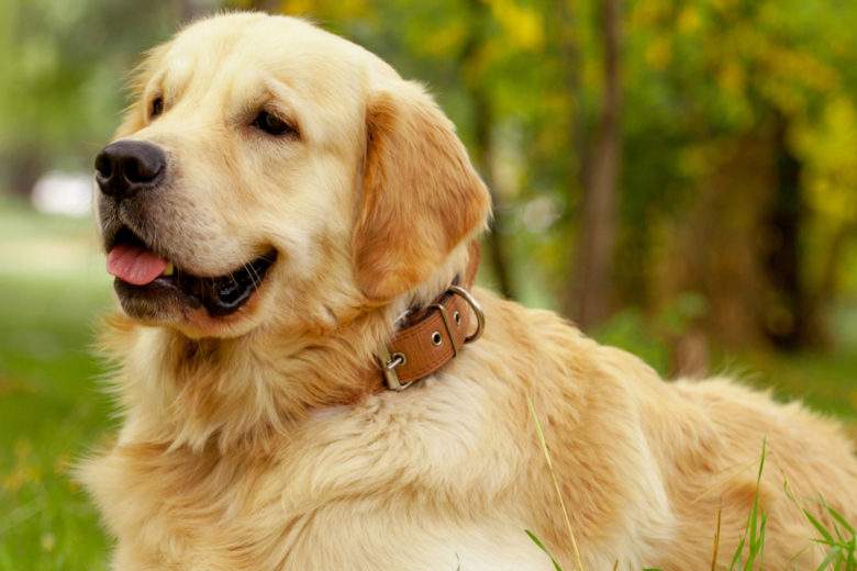 Pokaa, est le premier chien renifleur de Covid à officier en France 