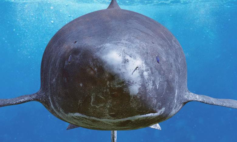Ces 10 animaux ont une espérance de vie hors du commun !