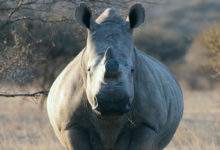 Espèce techniquement éteinte, des scientifiques ont créé 12 embryons de rhinocéros blancs...