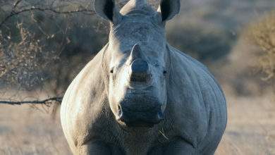 Espèce techniquement éteinte, des scientifiques ont créé 12 embryons de rhinocéros blancs...