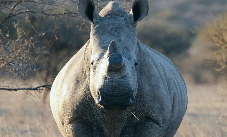 Espèce techniquement éteinte, des scientifiques ont créé 12 embryons de rhinocéros blancs...