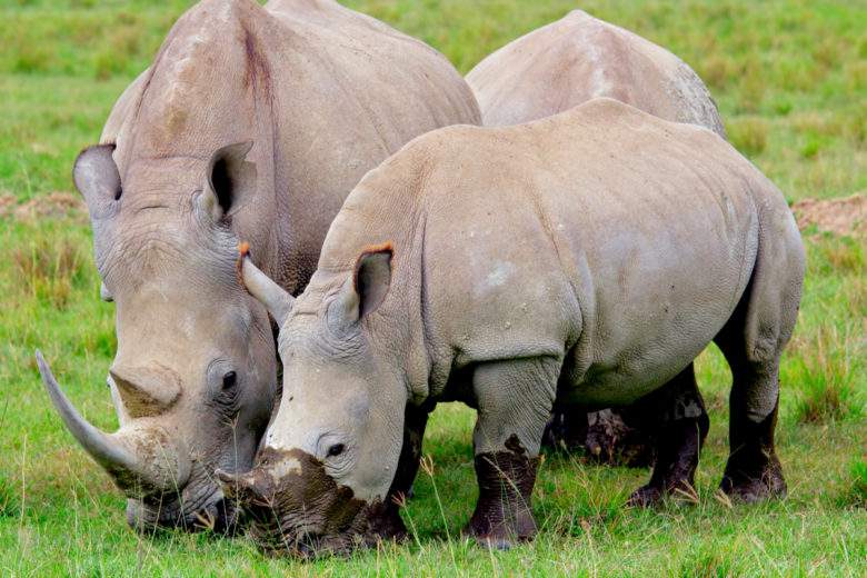 Espèce techniquement éteinte, des scientifiques ont créé 12 embryons de rhinocéros blancs...