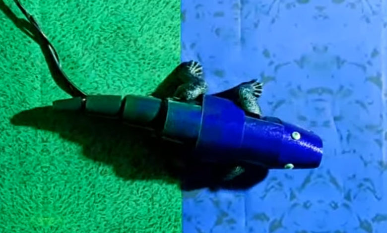 Et maintenant, un robot capable de se camoufler comme le caméléon