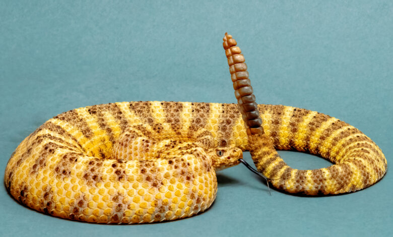 Le serpent à sonnette peut utiliser ces anneaux pour tromper le cerveau humain avec des illusions auditives