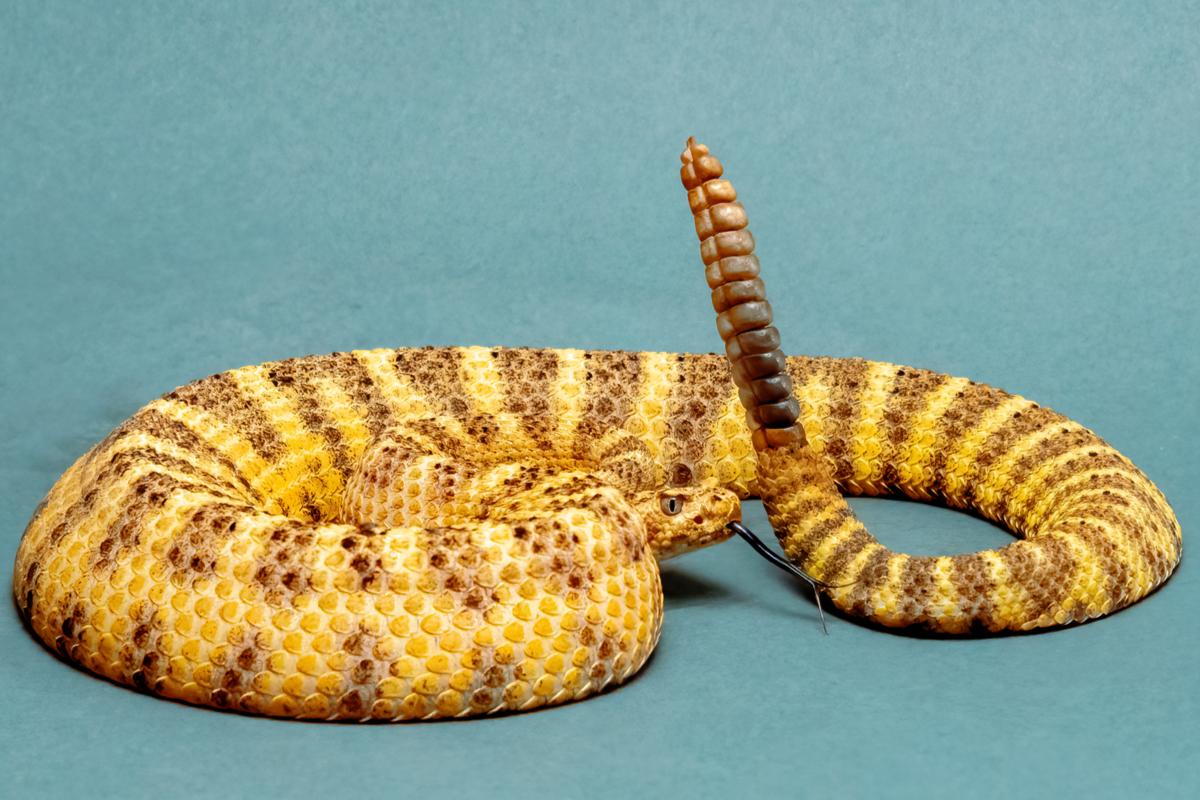 Le serpent à sonnette peut utiliser ces anneaux pour tromper le cerveau humain avec des illusions auditives