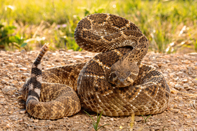 Le serpent à sonnette peut utiliser ces anneaux pour tromper le cerveau humain avec des illusions auditives