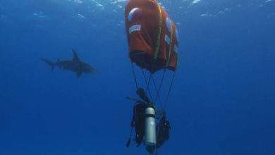 Ocean Space : il invente la "tente sous-marine" pour observer les requins sans bouteille de plongée