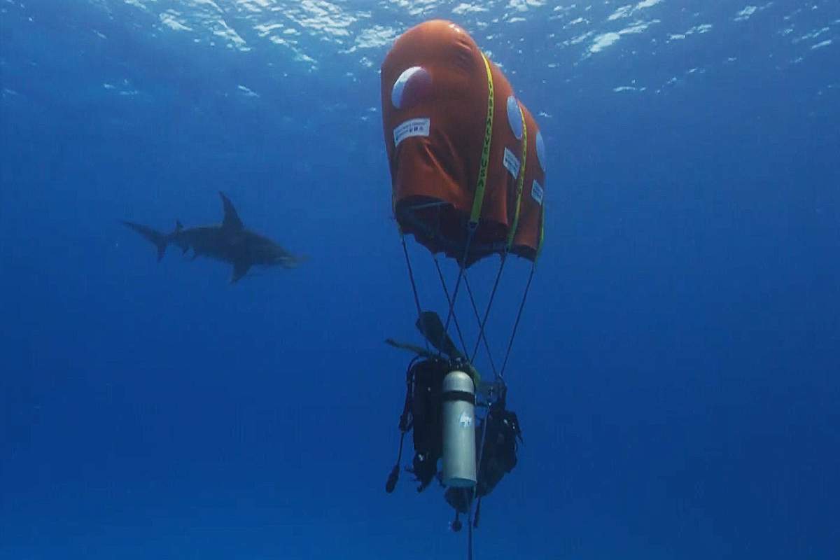 Ocean Space : il invente la "tente sous-marine" pour observer les requins sans bouteille de plongée