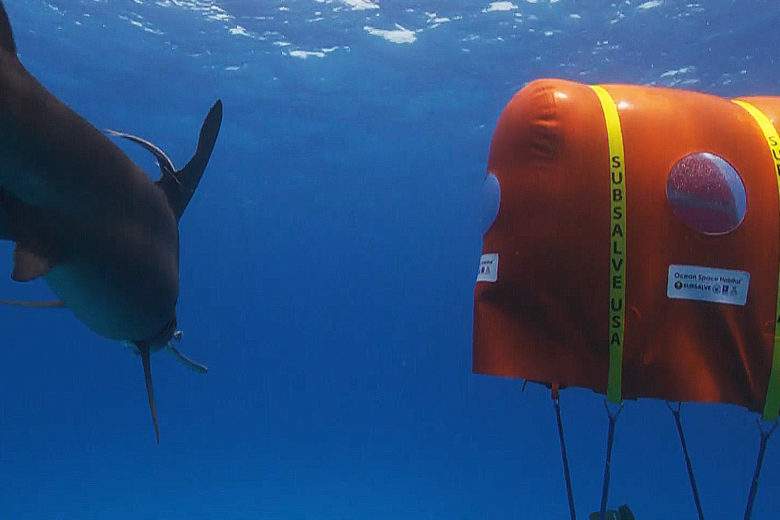 Ocean Space : il invente la "tente sous-marine" pour observer les requins sans bouteille de plongée