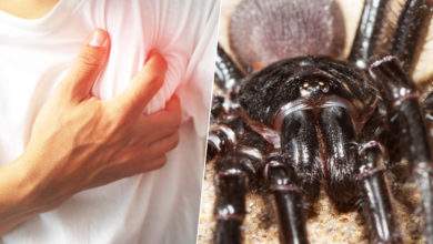 Apoptose : ce venin d'araignée bloquerait "le signal de mort" envoyé aux cellules lors d'un infarctus