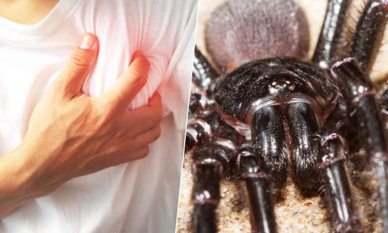 Apoptose : ce venin d'araignée bloquerait "le signal de mort" envoyé aux cellules lors d'un infarctus