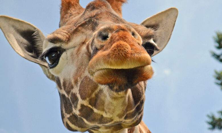 La girafe