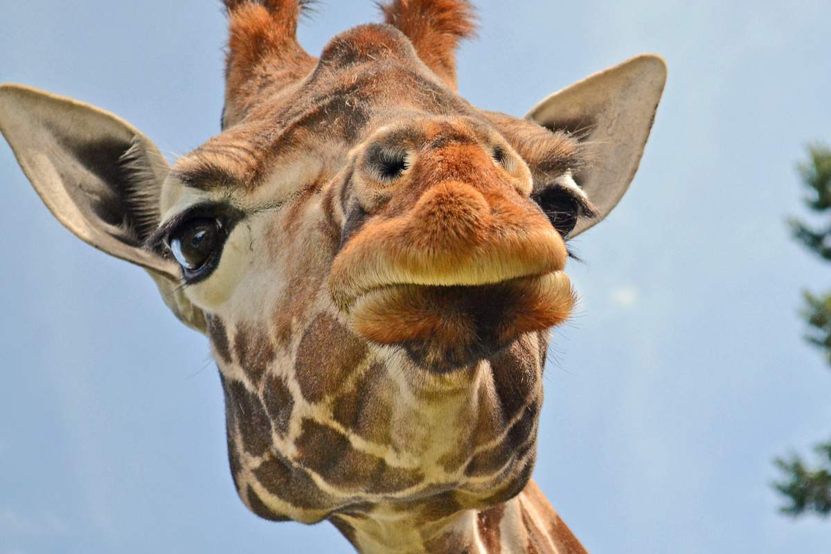 La girafe