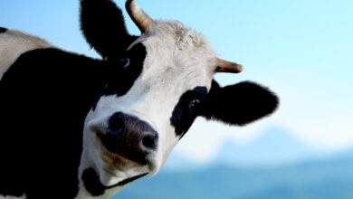 Des chercheurs ont dressé des vaches à uriner aux toilettes et c'est plutôt bon pour la Planète