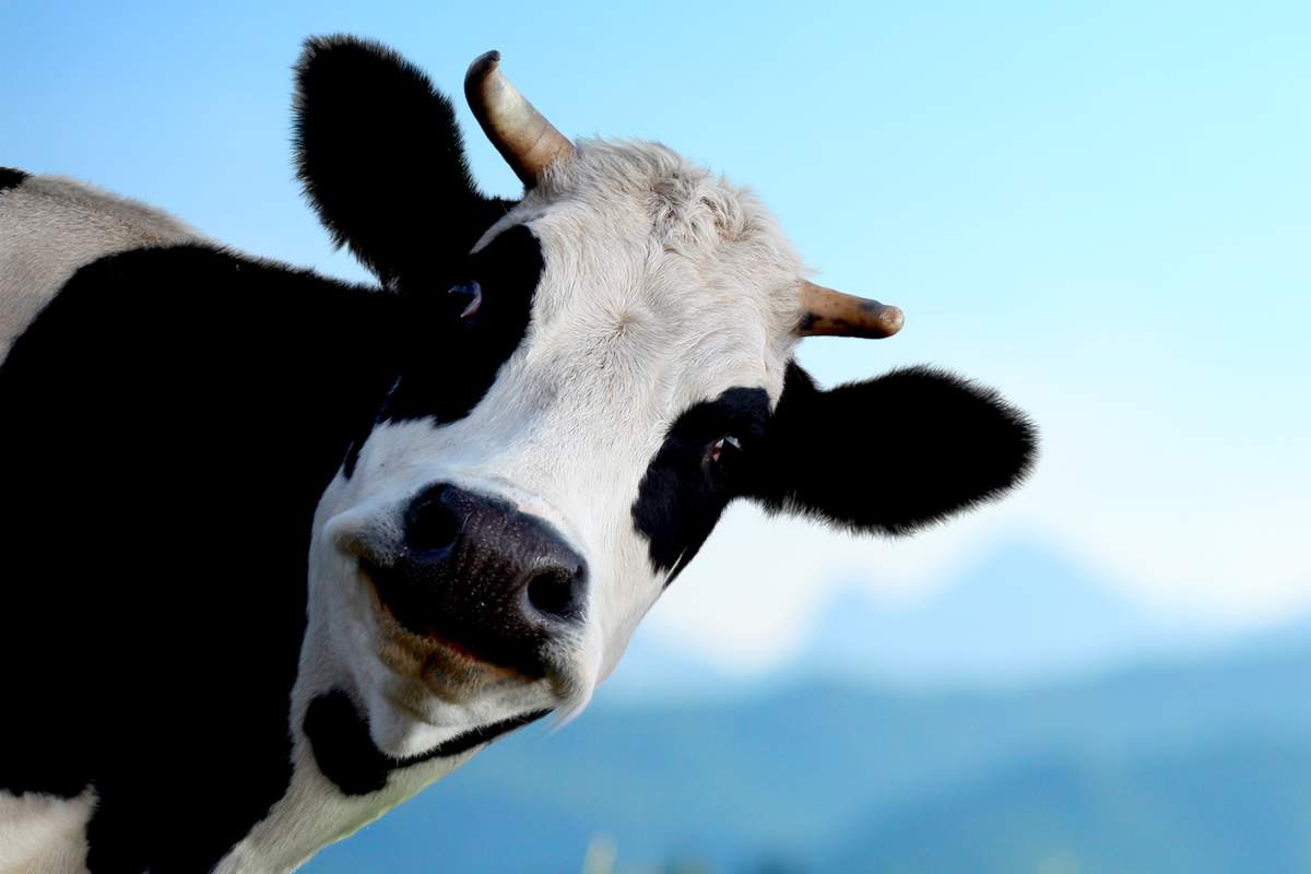 Des chercheurs ont dressé des vaches à uriner aux toilettes et c'est plutôt bon pour la Planète