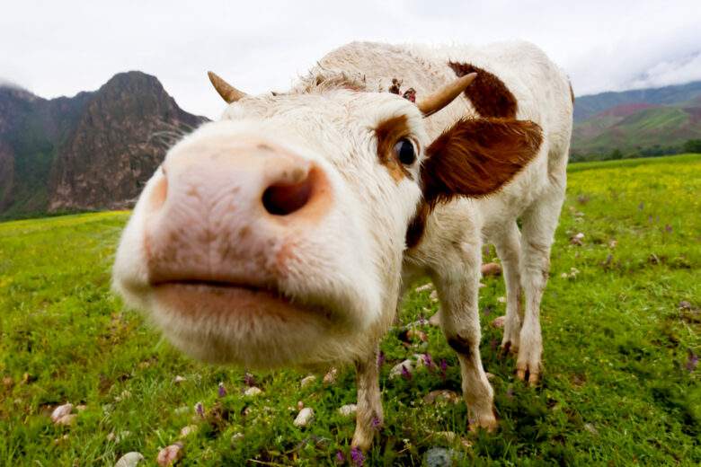 Des chercheurs ont dressé des vaches à uriner aux toilettes et c'est plutôt bon pour la Planète