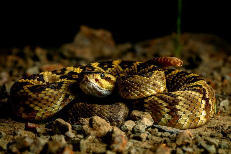 Crotalus molossus