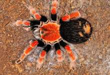 Brachypelma smithi