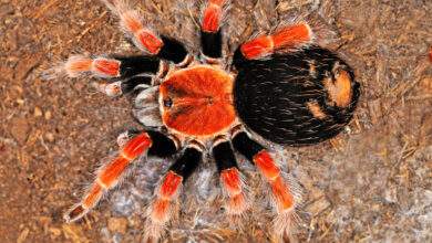 Brachypelma smithi