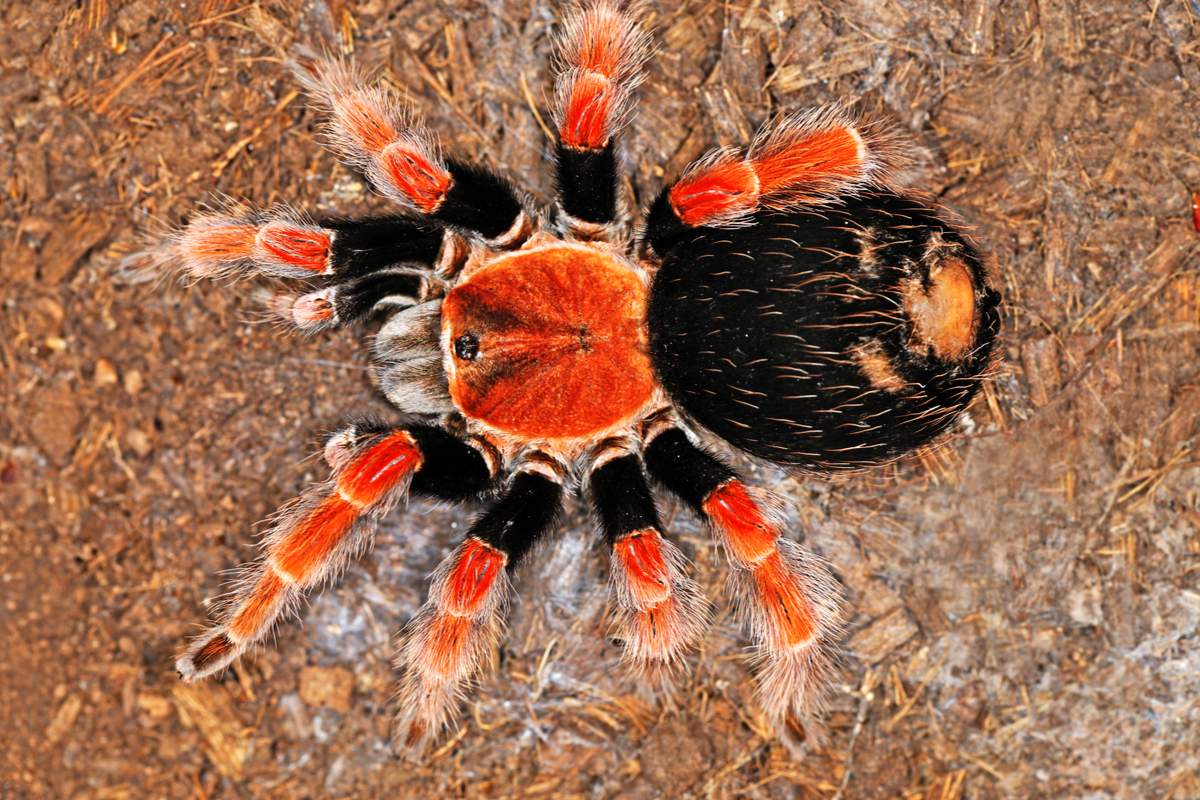 Brachypelma smithi